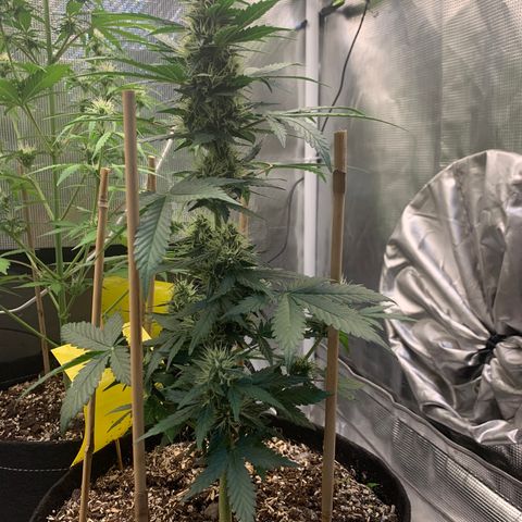 2105 Gelat.OG growlog timeline photo