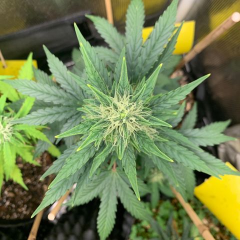 2105 Gelat.OG growlog timeline photo