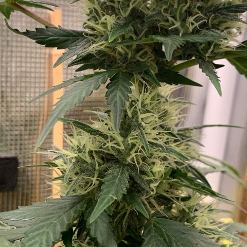 2105 Gelat.OG growlog timeline photo
