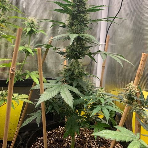 2105 Gelat.OG growlog timeline photo