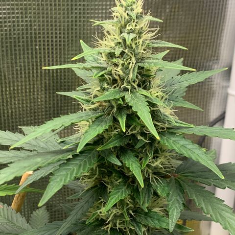 2105 Gelat.OG growlog timeline photo