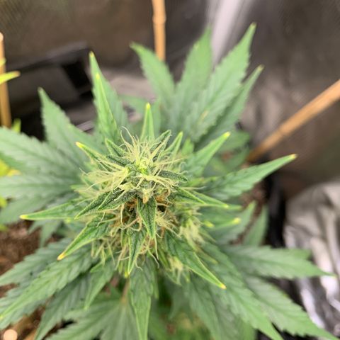 2105 Gelat.OG growlog timeline photo