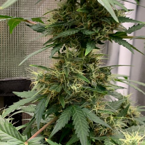 2105 Gelat.OG growlog timeline photo