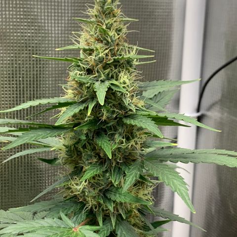 2105 Gelat.OG growlog timeline photo