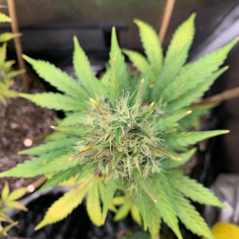 2105 Gelat.OG growlog timeline photo