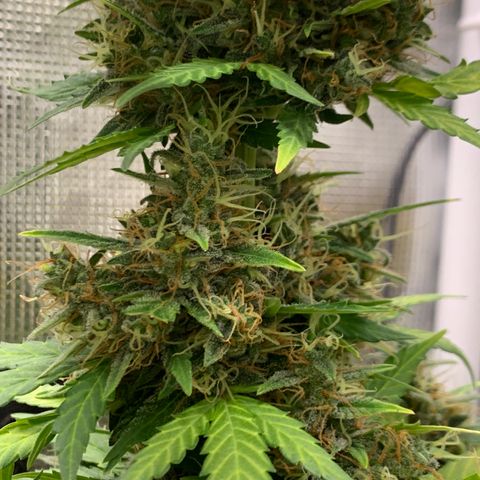 2105 Gelat.OG growlog timeline photo