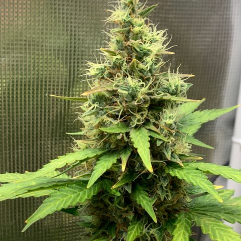 2105 Gelat.OG growlog timeline photo