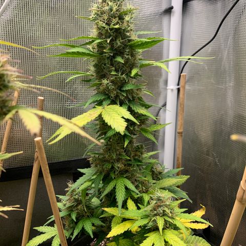 2105 Gelat.OG growlog timeline photo