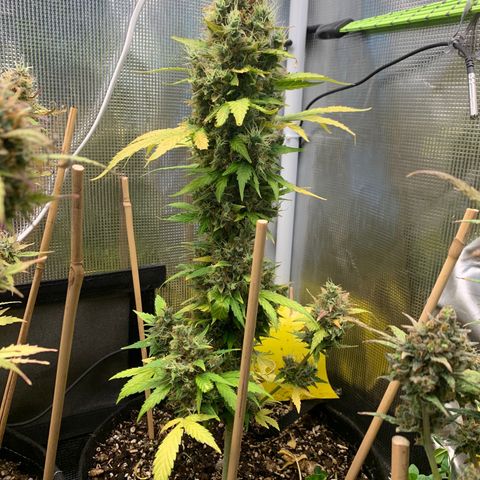 2105 Gelat.OG growlog timeline photo