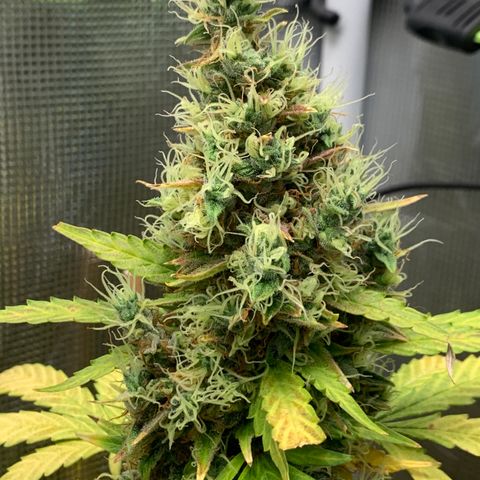 2105 Gelat.OG growlog timeline photo