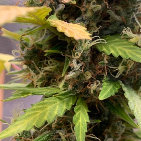 2105 Gelat.OG growlog timeline photo