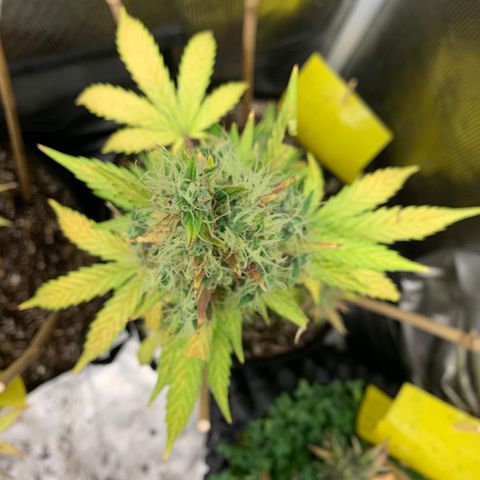 2105 Gelat.OG growlog timeline photo