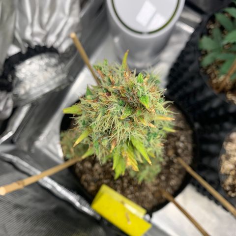 2105 Gelat.OG growlog timeline photo
