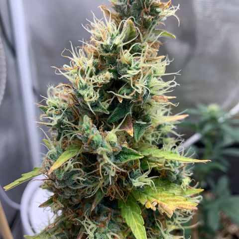 2105 Gelat.OG growlog timeline photo