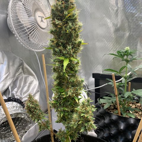 2105 Gelat.OG growlog timeline photo