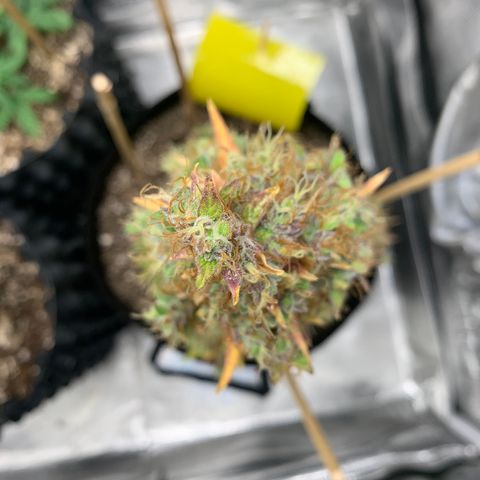 2105 Gelat.OG growlog timeline photo