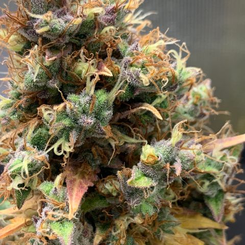 2105 Gelat.OG growlog timeline photo