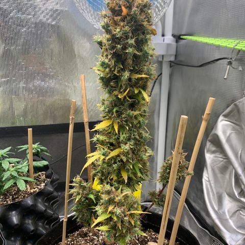 2105 Gelat.OG growlog timeline photo