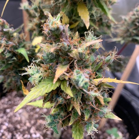 2105 Gelat.OG growlog timeline photo