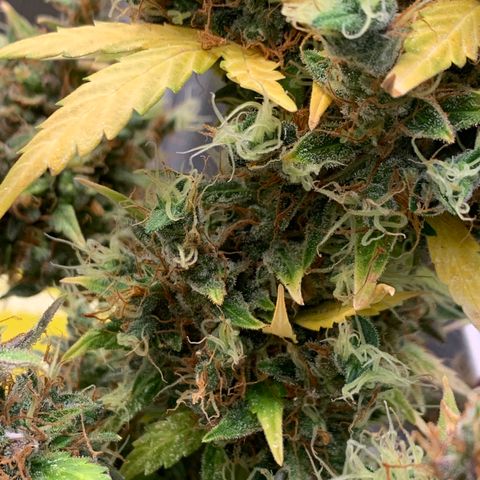 2105 Gelat.OG growlog timeline photo