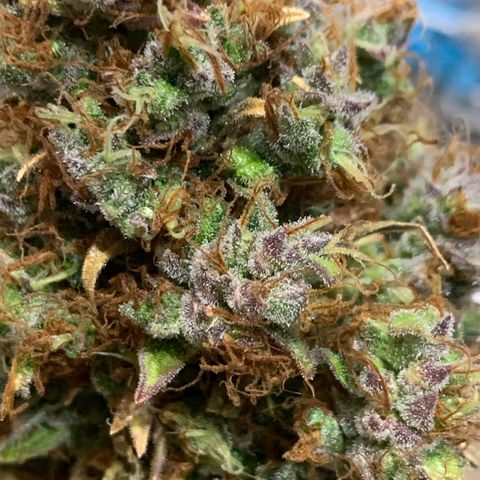 2105 Gelat.OG growlog timeline photo