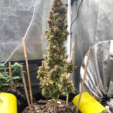 2105 Gelat.OG growlog timeline photo