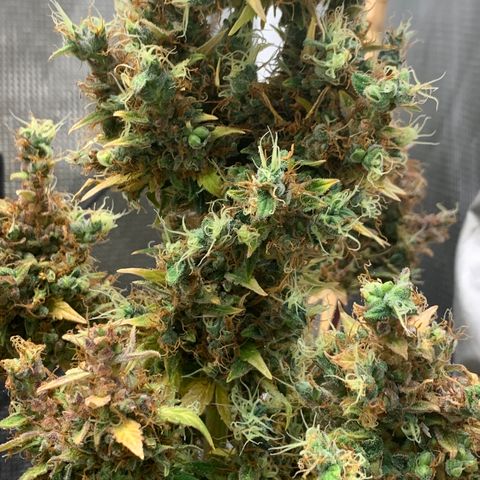 2105 Gelat.OG growlog timeline photo