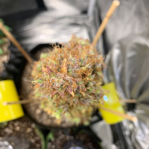 2105 Gelat.OG growlog timeline photo