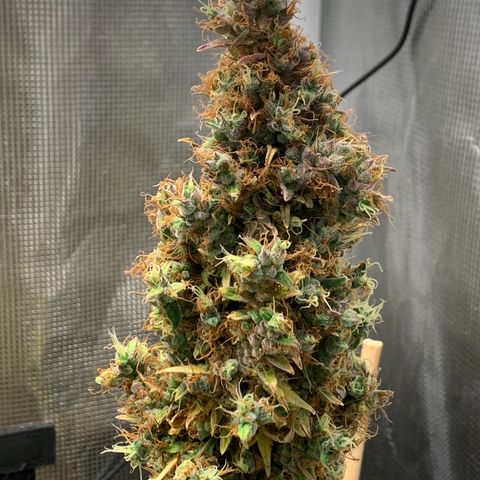 2105 Gelat.OG growlog timeline photo