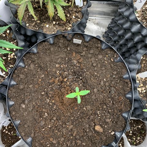 2112 Orange Sherbet 44g growlog timeline photo