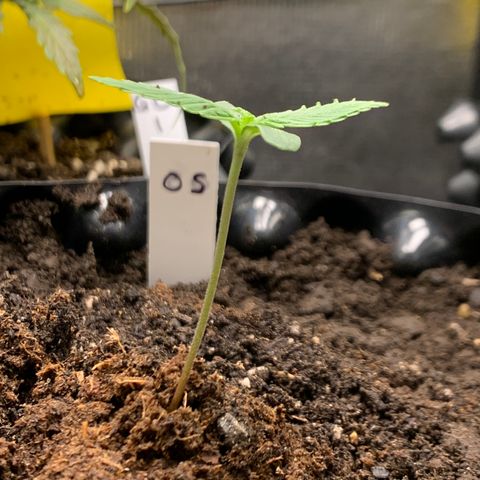 2112 Orange Sherbet 44g growlog timeline photo