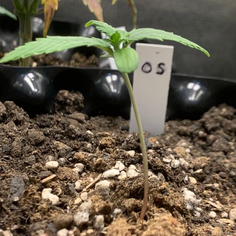 2112 Orange Sherbet 44g growlog timeline photo