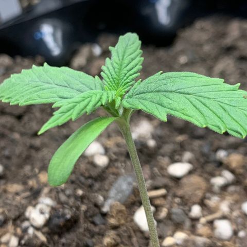 2112 Orange Sherbet 44g growlog timeline photo