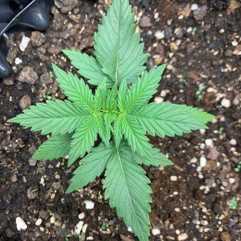 2112 Orange Sherbet 44g growlog timeline photo