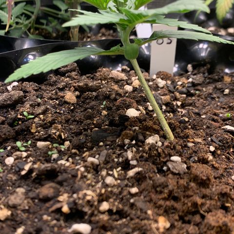 2112 Orange Sherbet 44g growlog timeline photo