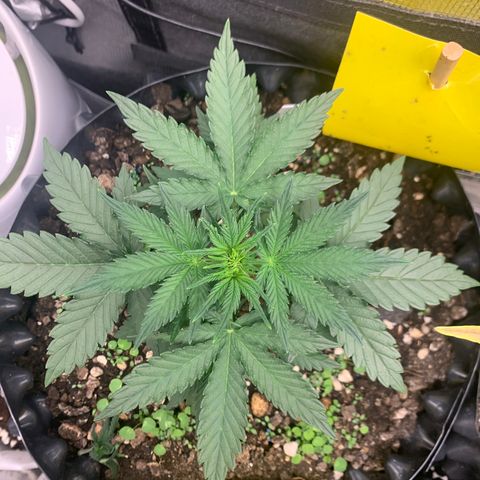 2112 Orange Sherbet 44g growlog timeline photo