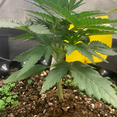2112 Orange Sherbet 44g growlog timeline photo
