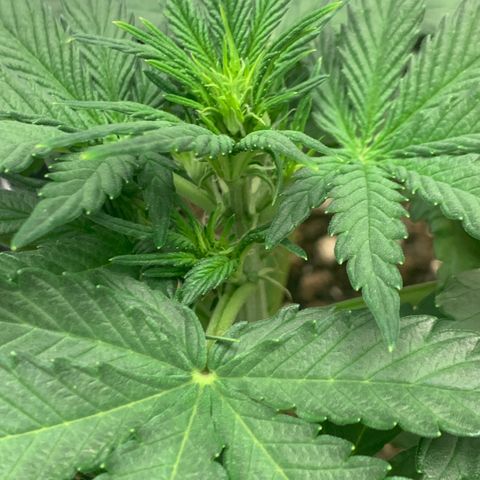 2112 Orange Sherbet 44g growlog timeline photo