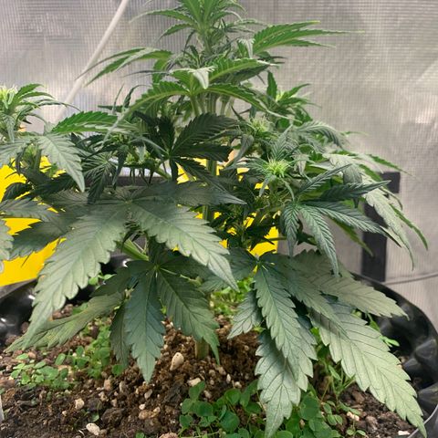 2112 Orange Sherbet 44g growlog timeline photo