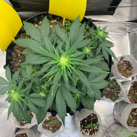 2112 Orange Sherbet 44g growlog timeline photo