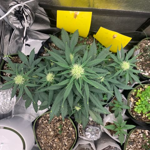 2112 Orange Sherbet 44g growlog timeline photo