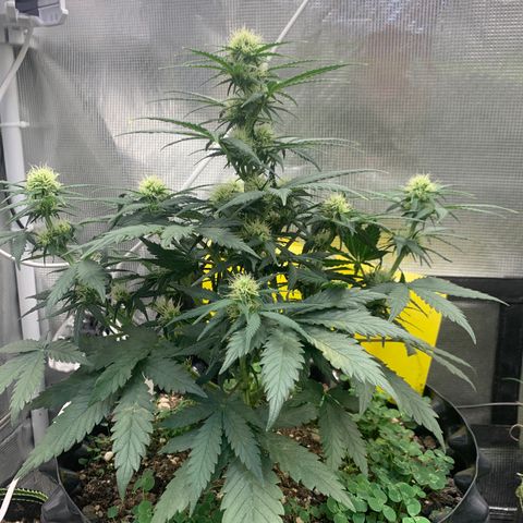 2112 Orange Sherbet 44g growlog timeline photo