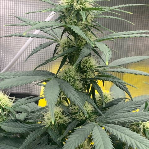 2112 Orange Sherbet 44g growlog timeline photo