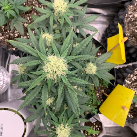 2112 Orange Sherbet 44g growlog timeline photo