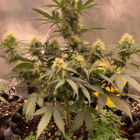 2112 Orange Sherbet 44g growlog timeline photo