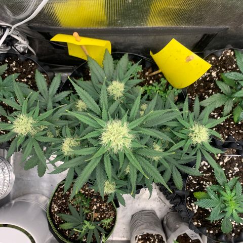 2112 Orange Sherbet 44g growlog timeline photo