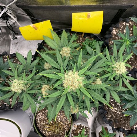 2112 Orange Sherbet 44g growlog timeline photo