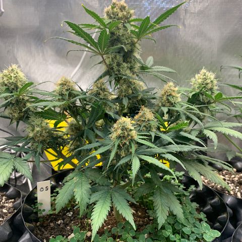 2112 Orange Sherbet 44g growlog timeline photo