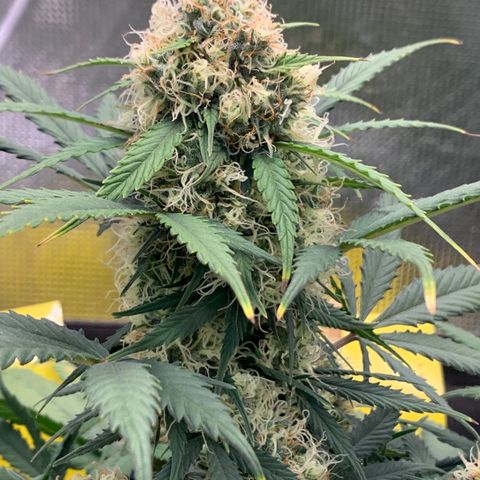 2112 Orange Sherbet 44g growlog timeline photo