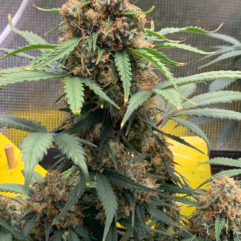 2112 Orange Sherbet 44g growlog timeline photo
